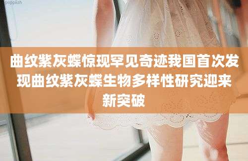 曲纹紫灰蝶惊现罕见奇迹我国首次发现曲纹紫灰蝶生物多样性研究迎来新突破