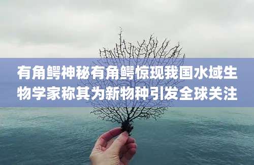 有角鳄神秘有角鳄惊现我国水域生物学家称其为新物种引发全球关注