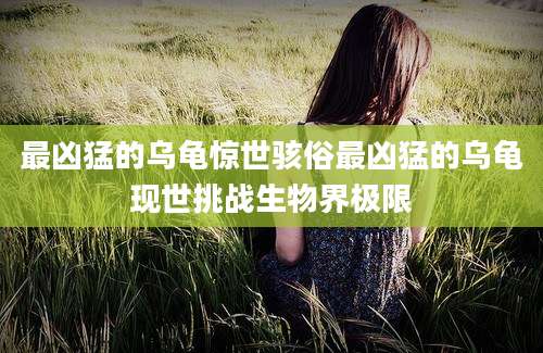最凶猛的乌龟惊世骇俗最凶猛的乌龟现世挑战生物界极限